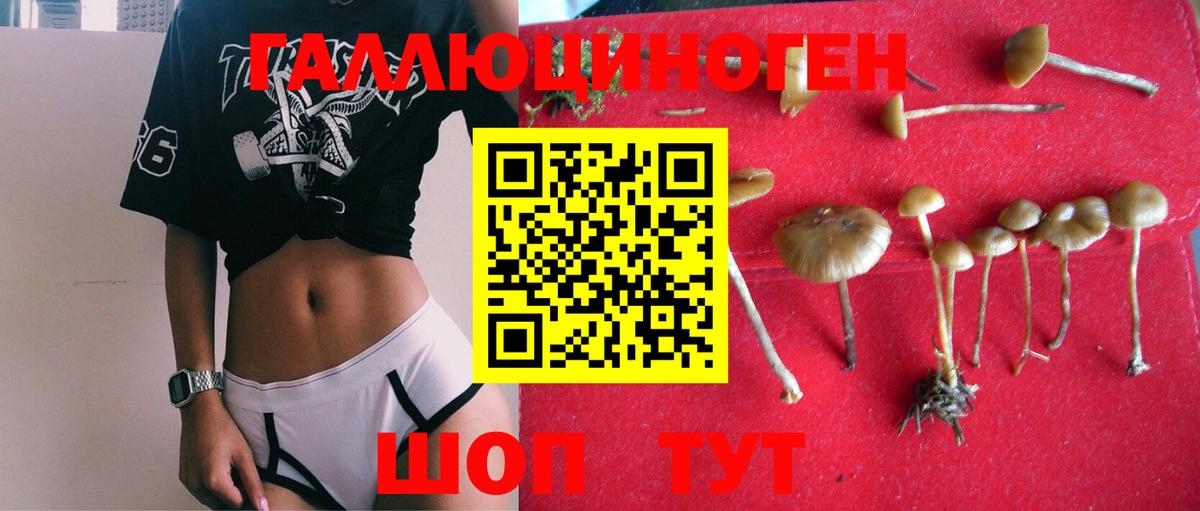 цены наркотик  Псилоцибиновые грибы Psilocybine cubensis  Вход с VPN  Фрязино  Галлюциногенные грибы Psilocybe 